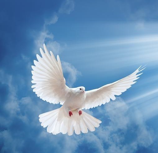 Obituary of Joy Louise Mull