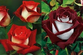 Obituario de Ofelia Ornelas