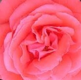 Obituary of Julia Lee Williamson