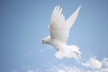 Obituary of Mae Nell Martin