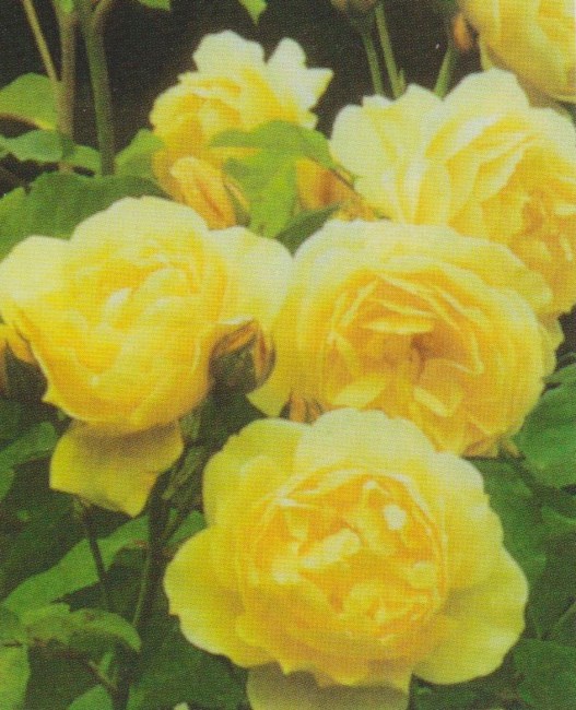 Obituary of Mary Anne Craft