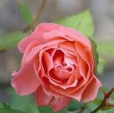 Obituary of Arie Jeanette Williams