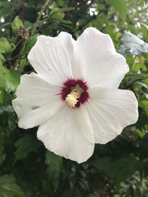 Obituary of Luitgard Boehm