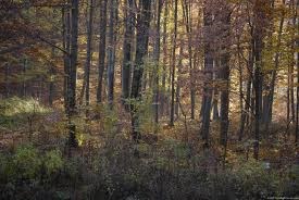 Obituary of John Batista Gennaro