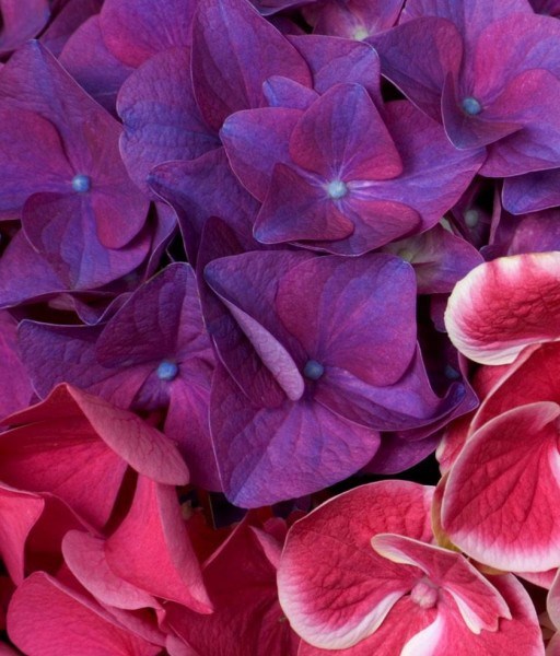 Obituary of Anna Alberta FOWLER