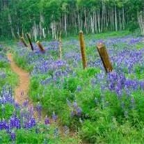 Obituary of Ralph Fredrick Starck