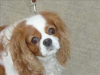 Obituary of Robbie Adams Bodden