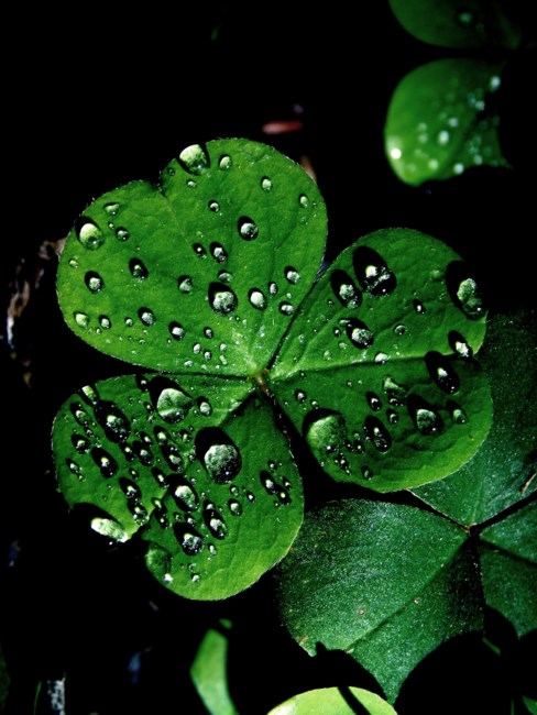 Obituary of William T. Braddock