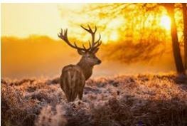 Obituary of Michael Ellis Horne Jr.