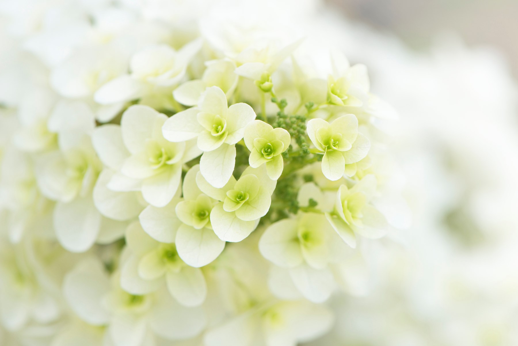 Obituary of Sharon Kay Grygiel