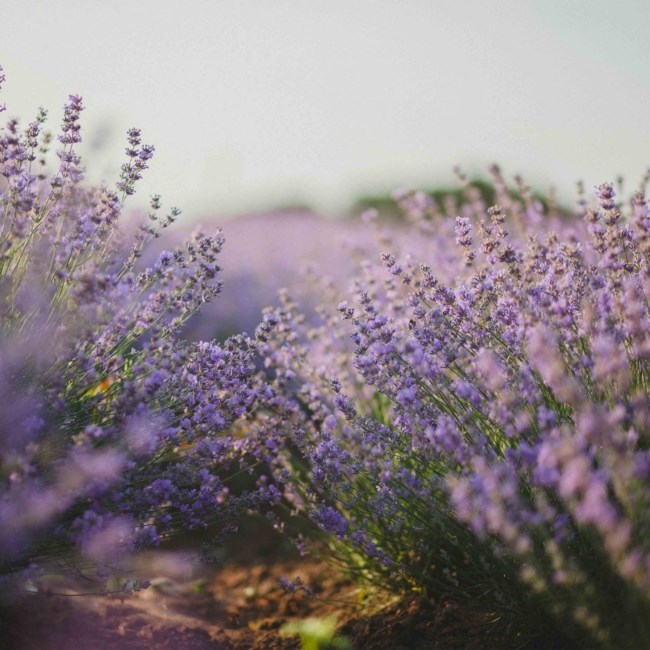 Obituary of Sharon Verylee Adams