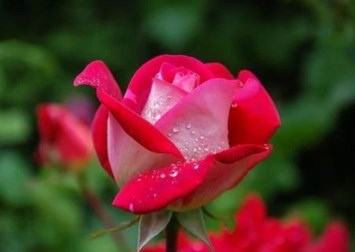 Obituary of Lois Margaret Sales