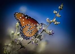 Obituary of Annette Davis Wilkinson