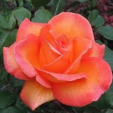 Obituary of Betty Alene Curley