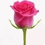 Obituary of Helen Clark Hensley