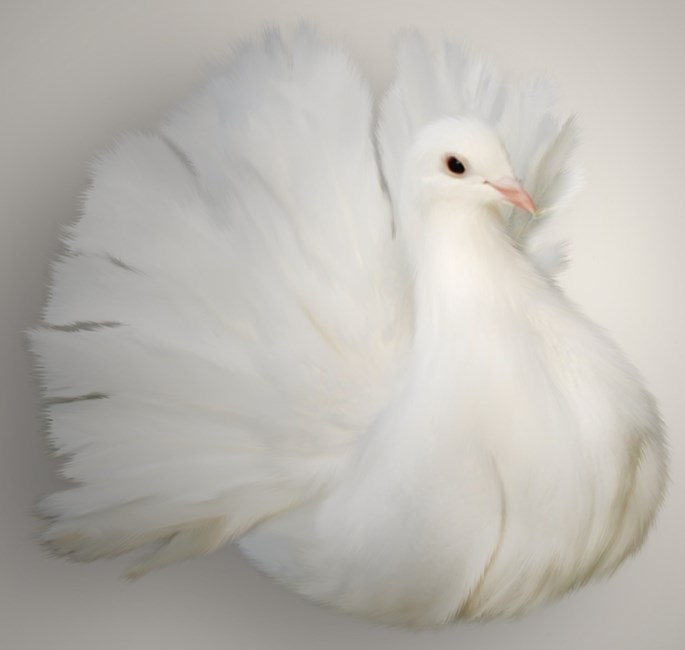 Obituary of Parvez Ansari