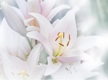 Obituary of Pamela Gay Brophy