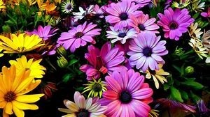 Obituary of Celeste Holt Phillips