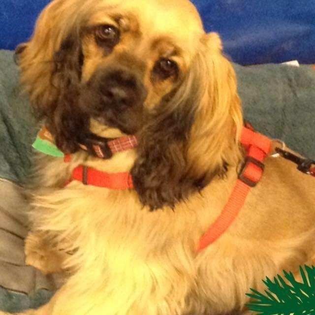 Obituary of Karen Jean Iverson