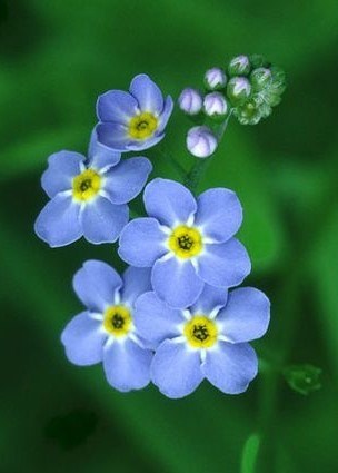 Obituary of Guang Lun Zeng