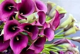 Obituary of Yasmine Tamara Hamed