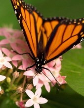 Obituary of Mary Lou Fox