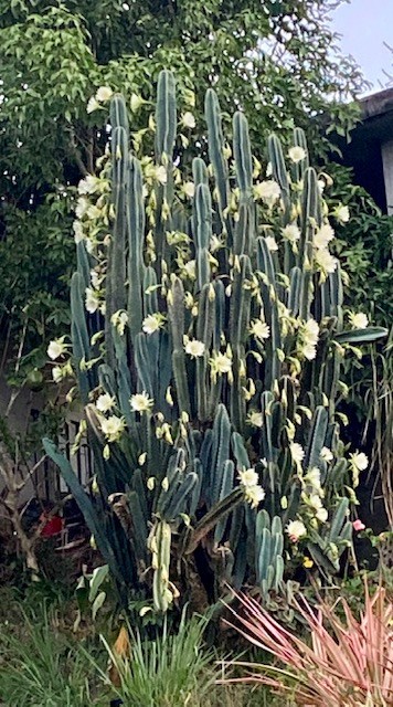 Obituary of Lic. Mark C. Jiménez Brackel