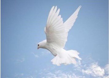 Obituary of Francisco Trinidad Vargas