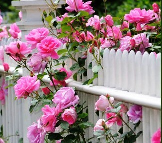 Obituary of Susan W. Holmes