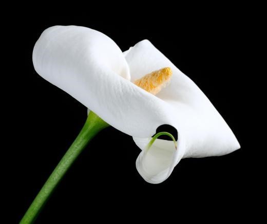 Obituary of Maria G Sepulveda