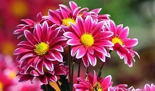 Obituary of Thelma Rebecca Poe