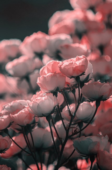 Obituary of Vivian Lorraine Crabb