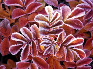 Obituary of Billy Frank Newsom