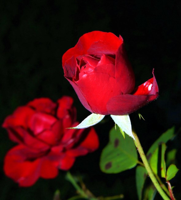 Obituary of Mildred Inez Allen