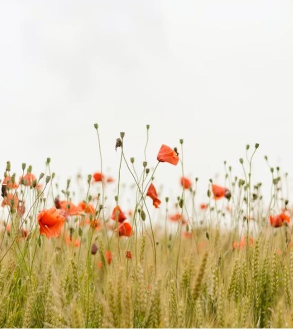 Obituary of Maria Elsa Penalosa