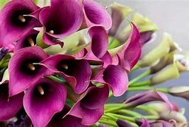 Obituary of Suraya Amin