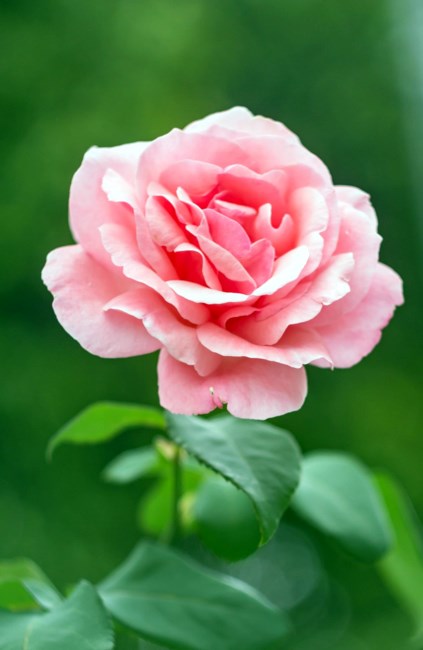 Obituary of Sandra Jean Young