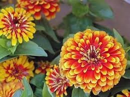 Obituary of Christine Brenda Scherl