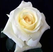 Obituary of Carolyn V Rogers