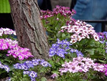 Obituary of Janet Elizabeth Pierce