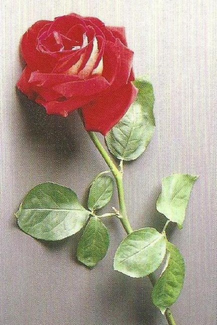 Obituary of Marion T. Davis