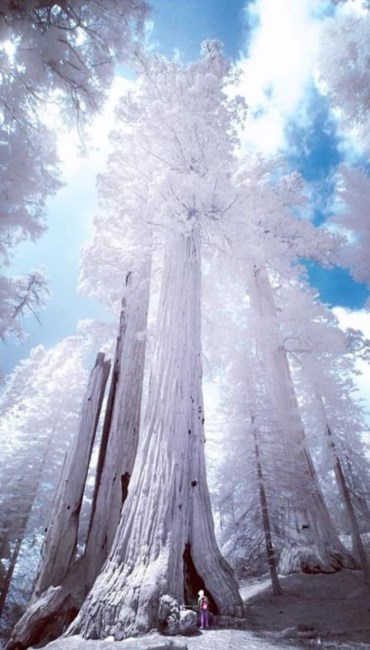 Obituary of Max Allen Perry