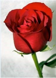 Obituary of Donna Pendleton