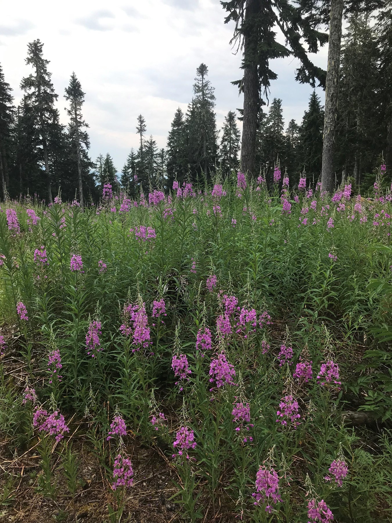 Ms Janke Janke Jacobs Obituary - Vancouver, BC