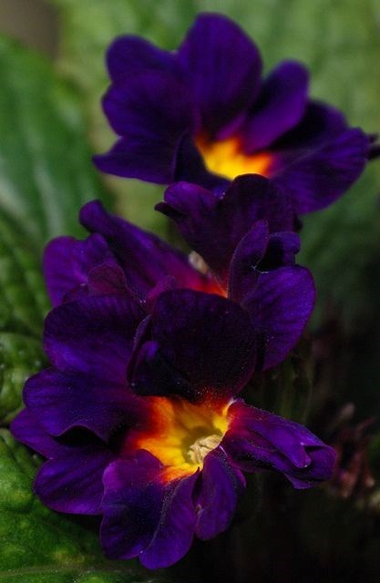 Obituary of Gayle Ann Goodrich