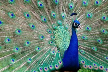 Obituary of Margaret A Allison