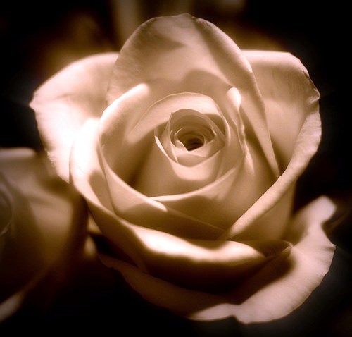 Avis de décès de Joyce Dygert Collier