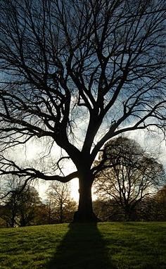 Obituary of Marvin C. Thornton