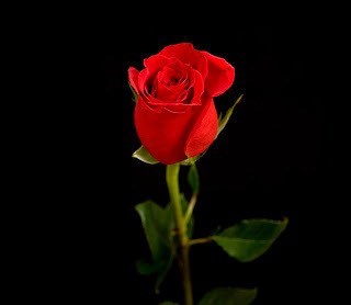 Obituary of Mary Dorothy Watson