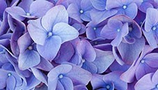 Obituary of Marilyn Saks